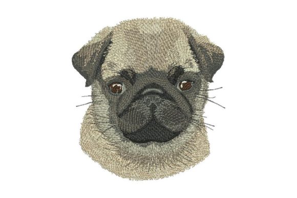 Pug Puppy